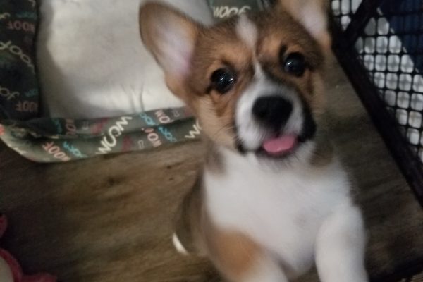 Churro the Pembroke Welsh Corgi as a puppy