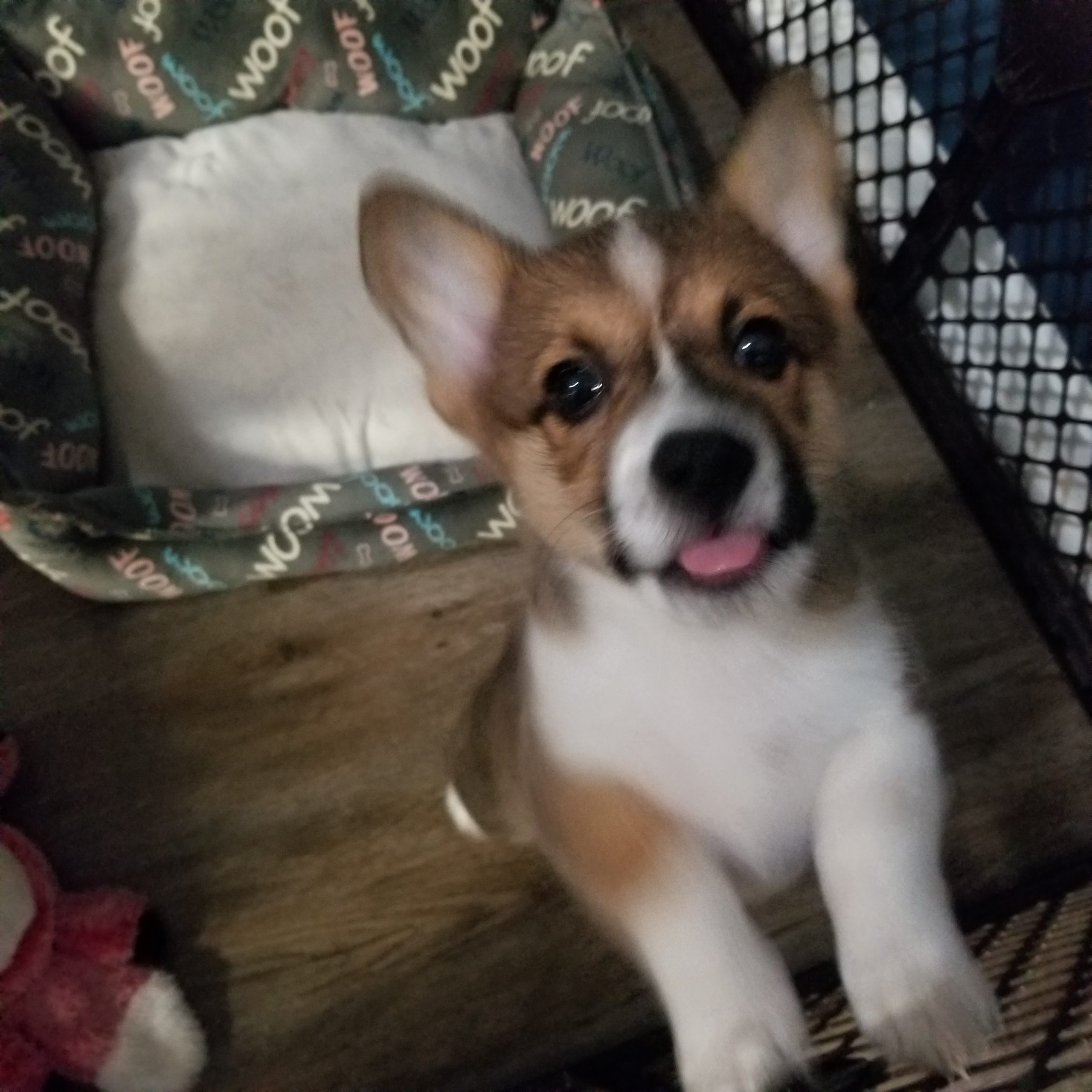 Churro the Pembroke Welsh Corgi as a puppy