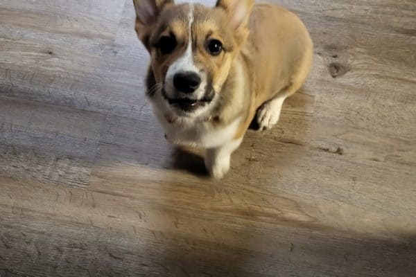 Churro the Corgi 10 weeks or so