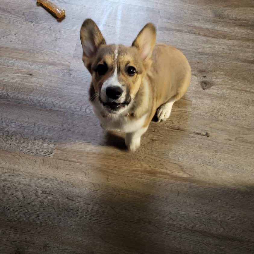 Churro the Corgi 10 weeks or so